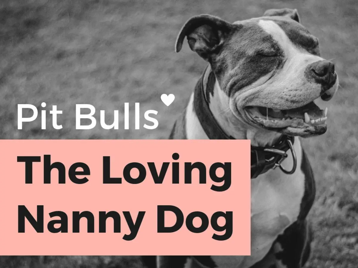 A huge pit bull became a nanny for a three-month-old baby