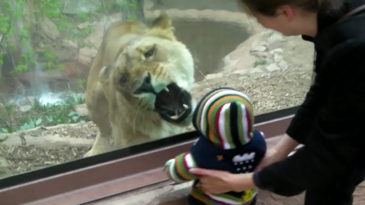 A lioness in a zoo tried to drag off a one-year-old child &#8211; video