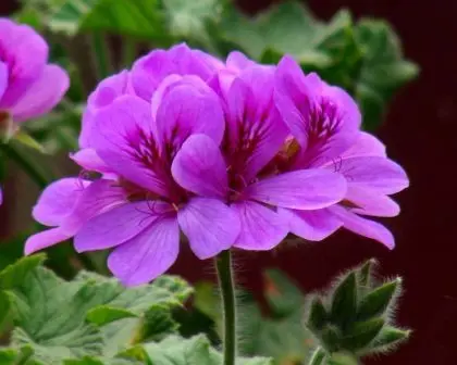A new kind of geranium &#8211; a flower with purple leaves