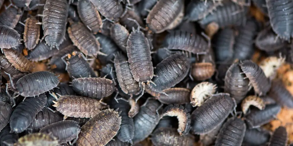 A remedy for wood lice in the bathroom