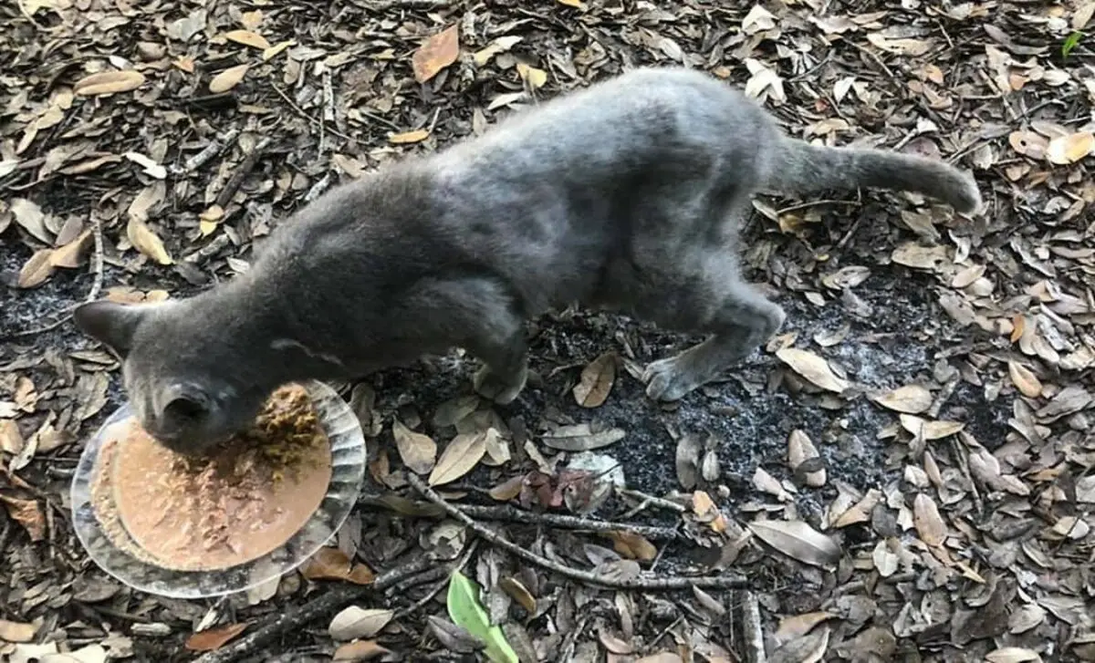 A repeat offender cat secretly sneaked into the store at night, and this is what it led to: video