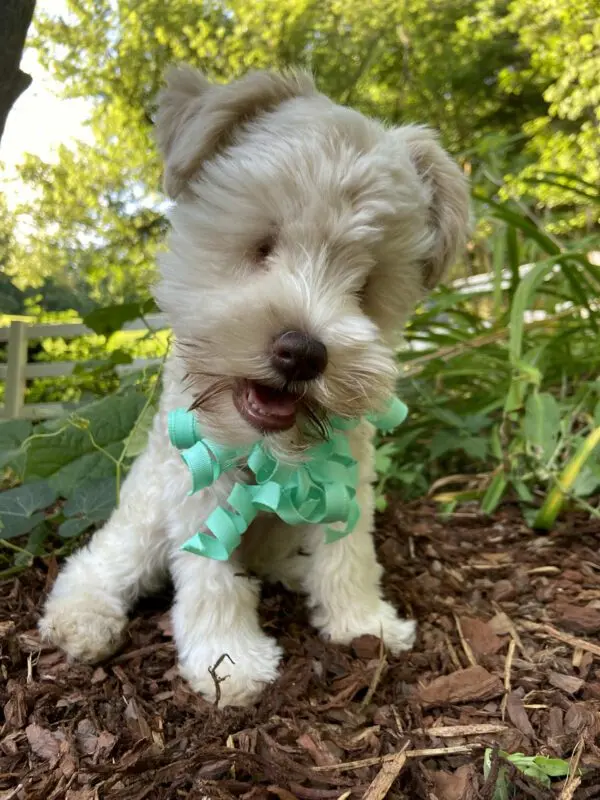 A small puppy was born without eyes due to a fatal mistake of the owner