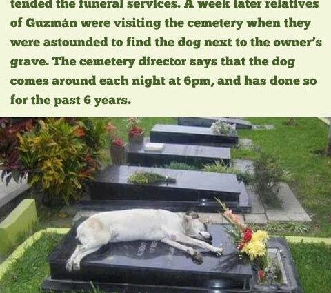 A touching story about a dog that fell from the sky