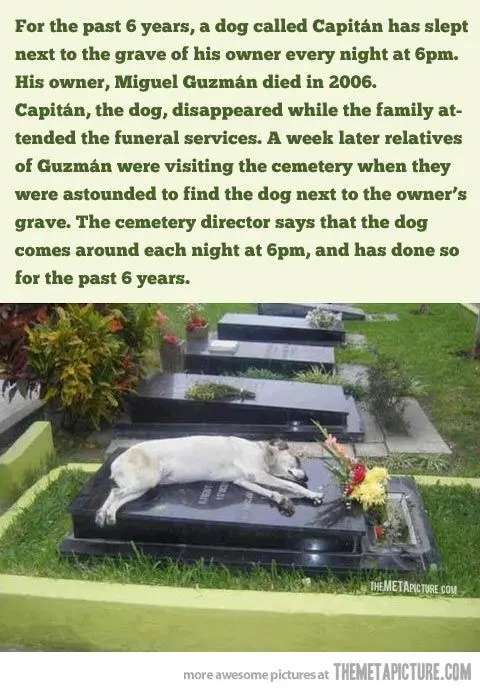 A touching story about a dog that fell from the sky