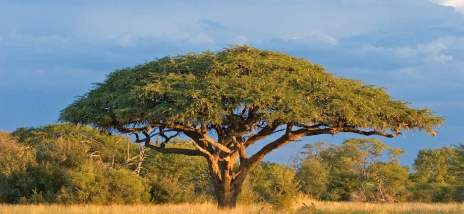 Acacia tree: description