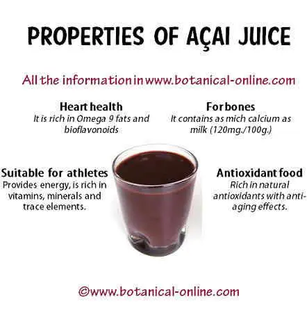 Açaí: benefits and curiosities of the fashionable &#8216;superfruit&#8217;