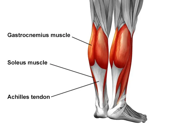 Achilles&#8217; tendon