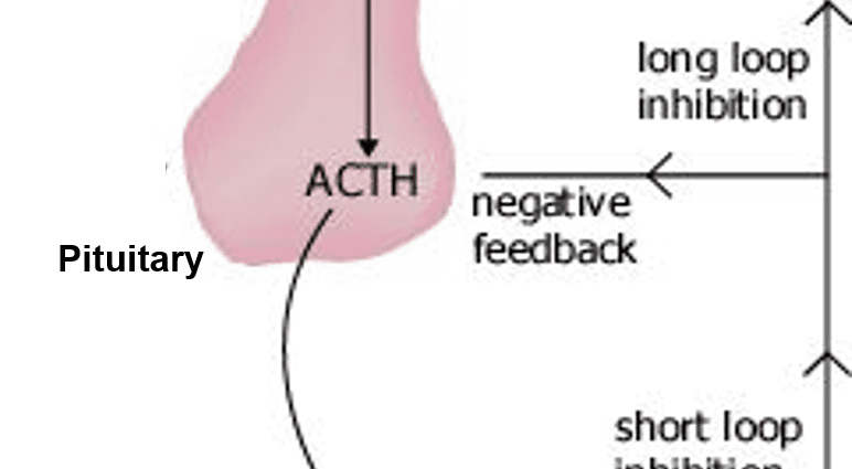 ACTH: all you need to know about the corticotropic hormone