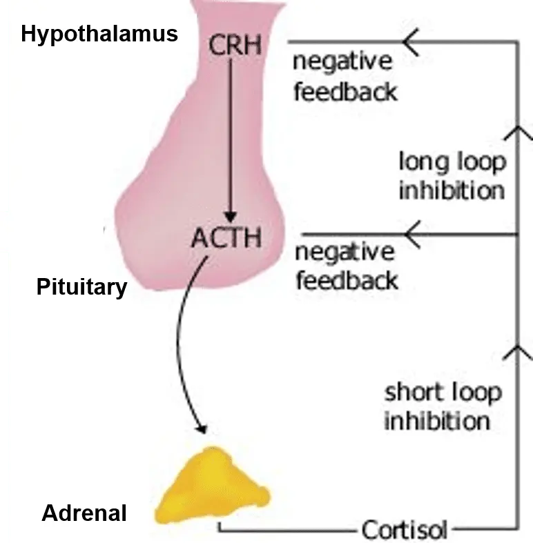 ACTH: all you need to know about the corticotropic hormone