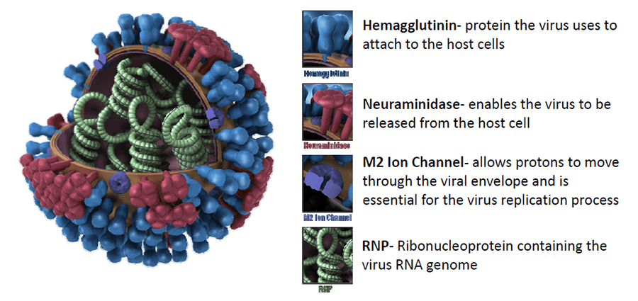 Bykomende inligting oor griep A (H1N1)