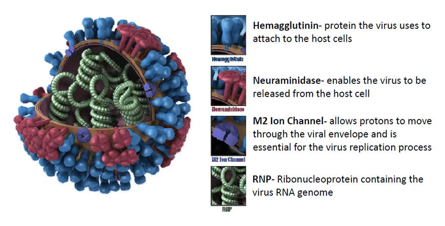 Additional information on Influenza A (H1N1)