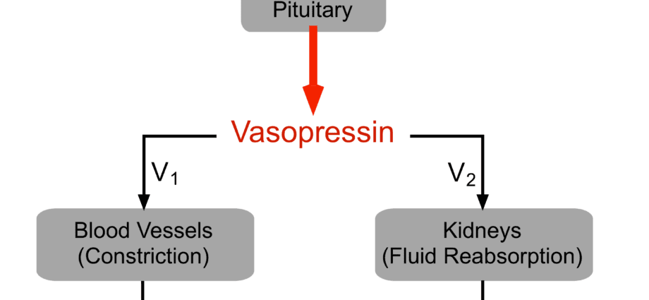 ADH, et effectus in partes Antidiuretic hormone et vasopressin