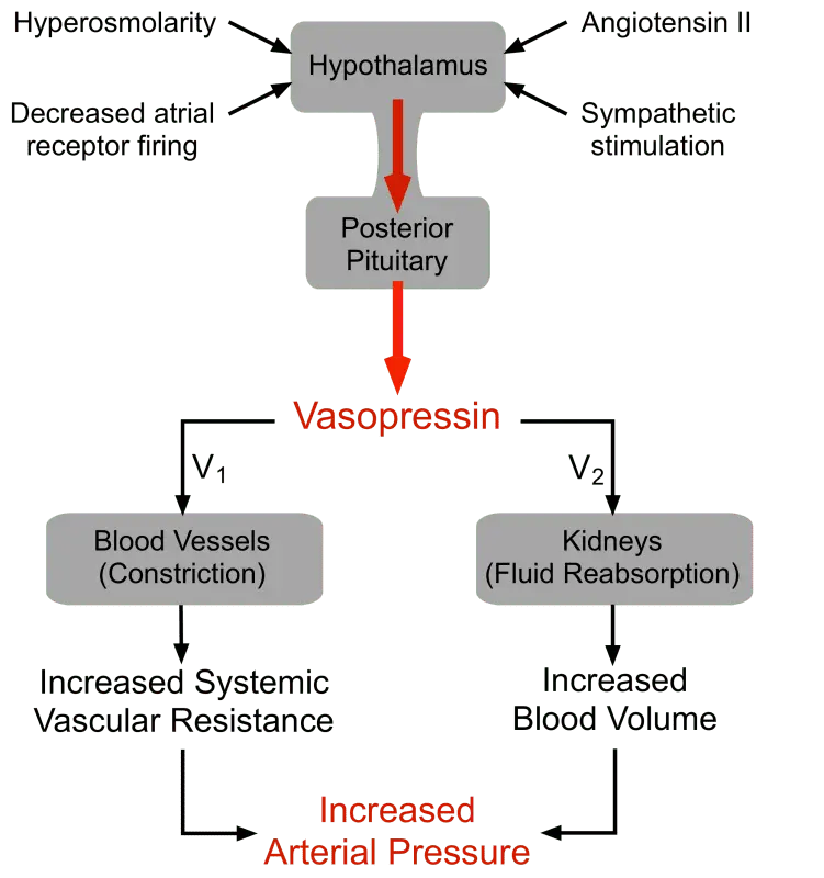 ADH: role and effect of the antidiuretic hormone or vasopressin