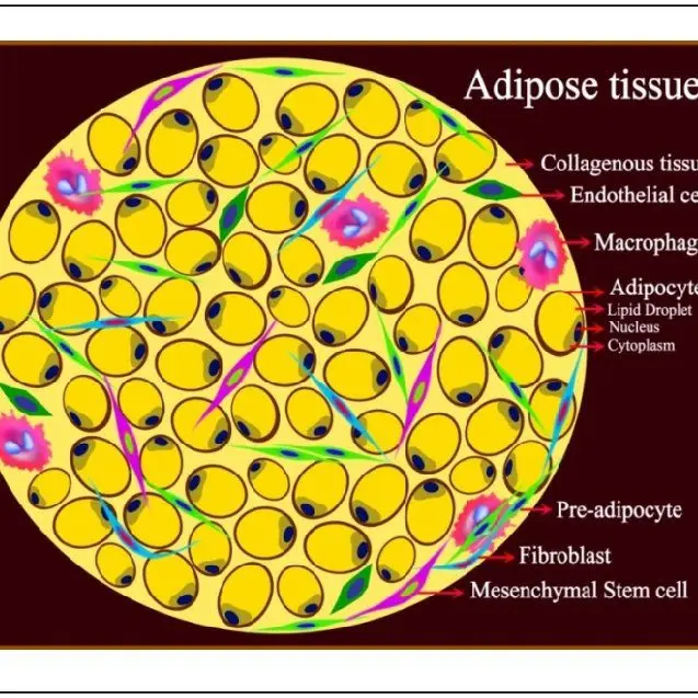 Adipose tissue