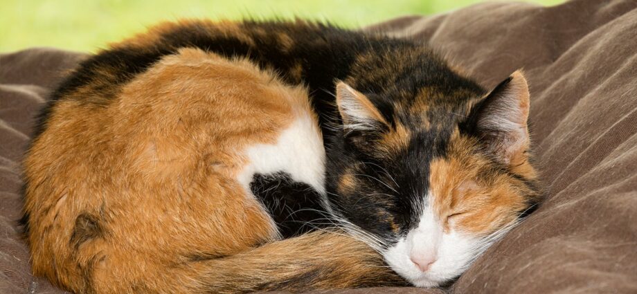 प्रौढ मांजर: वयानुसार मांजरीचे वर्तन कसे बदलते?
