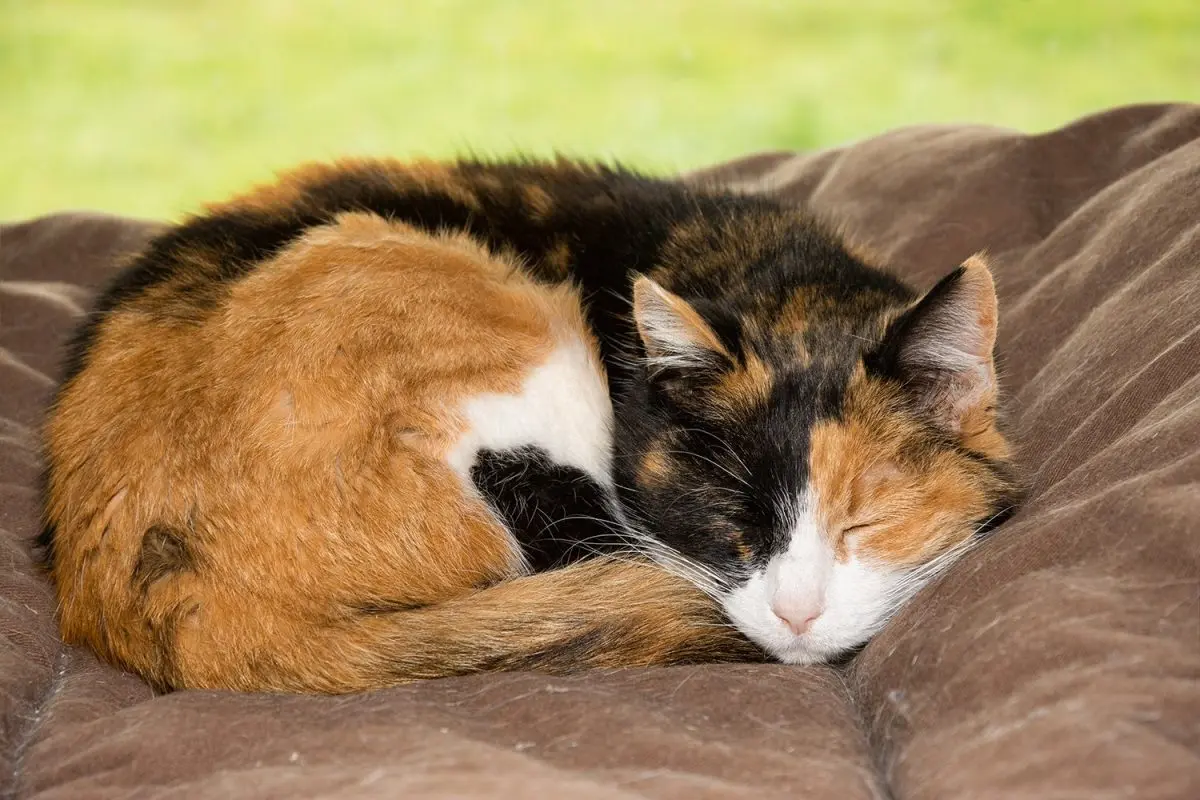 Adult cat: how does cat behavior change with age?