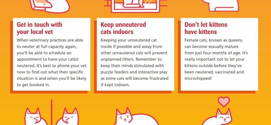 Advise whether you need to neuter the cat