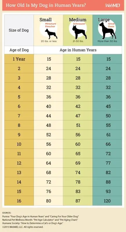 Age of a dog: how to calculate it?