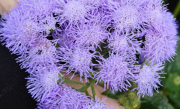 Ageratum Mexican flower: planting, outdoor care