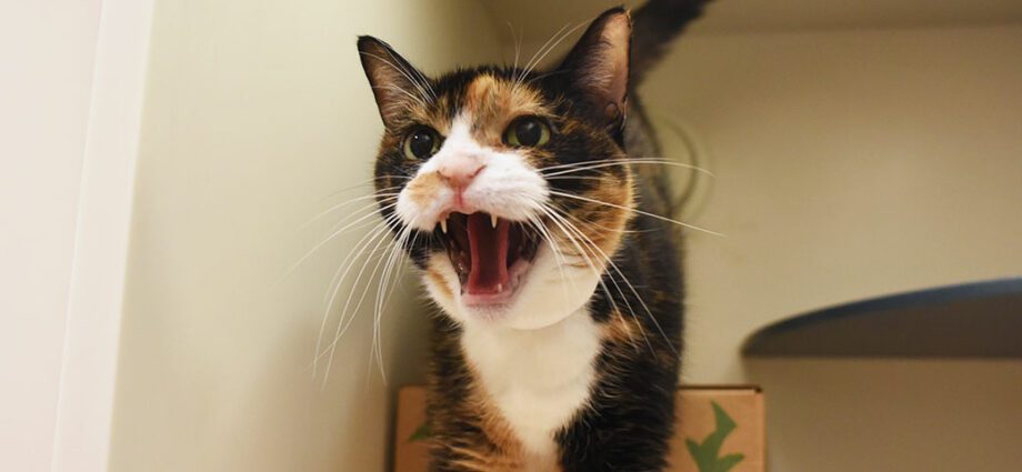 Kucing agresif: memahami kucing jahat