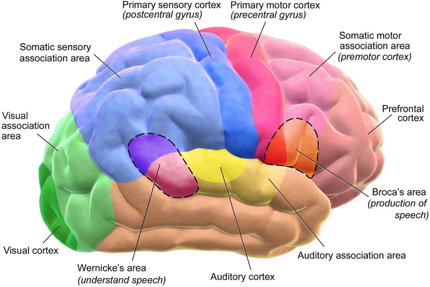 Agnosia: Definition, Causes, Treatment