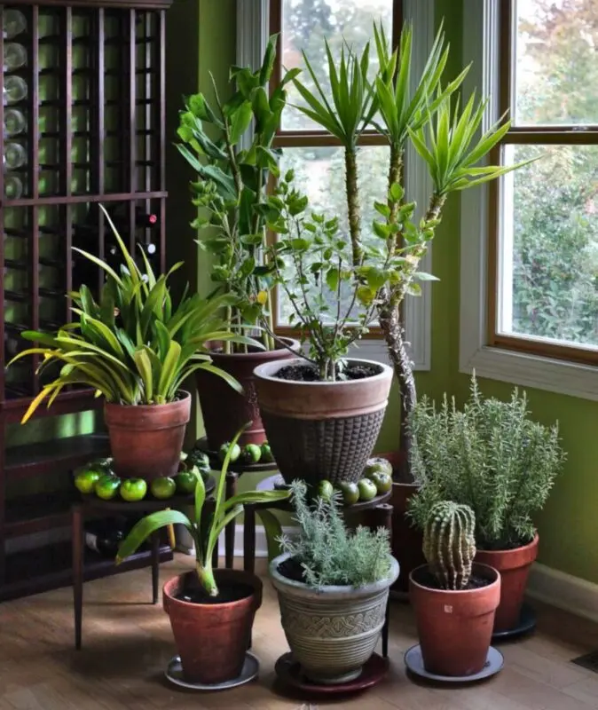 Air humidity in the apartment: protecting flowers