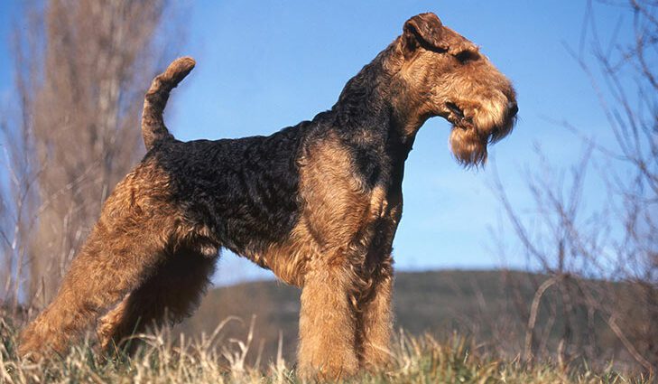 ʻO Airedale Terrier