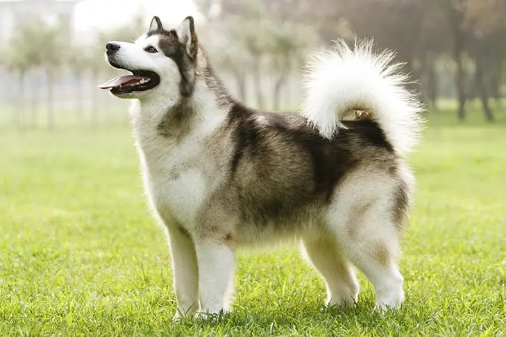 Alaskan malamute