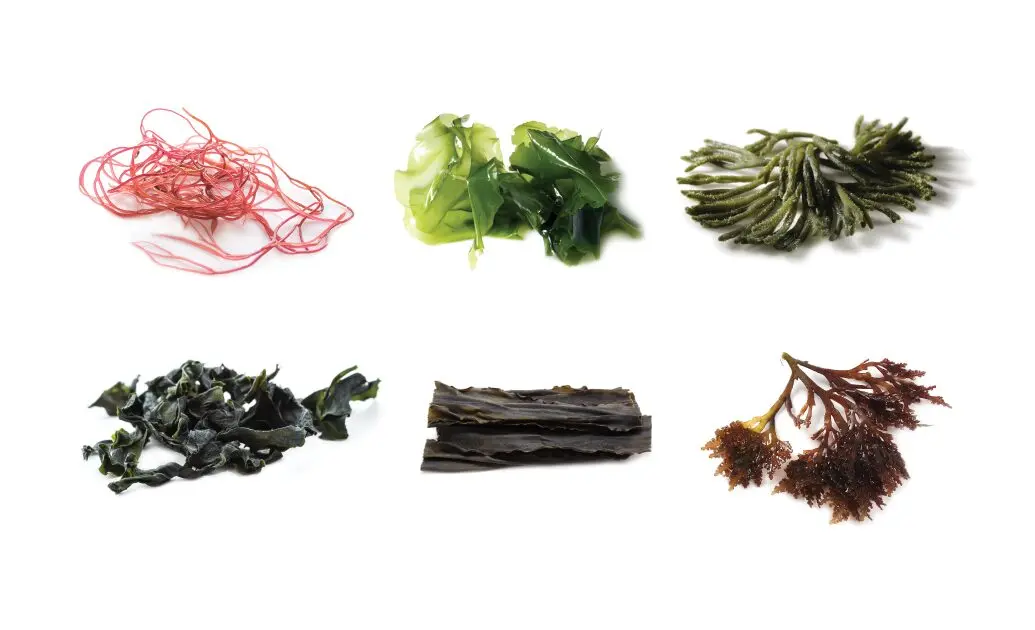 Algae in Gastronomy