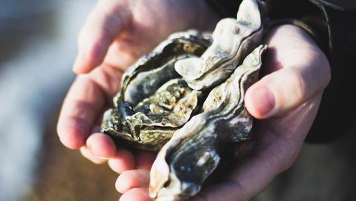 All about oysters: myths, truths and directions