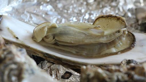 All about oysters: myths, truths and directions