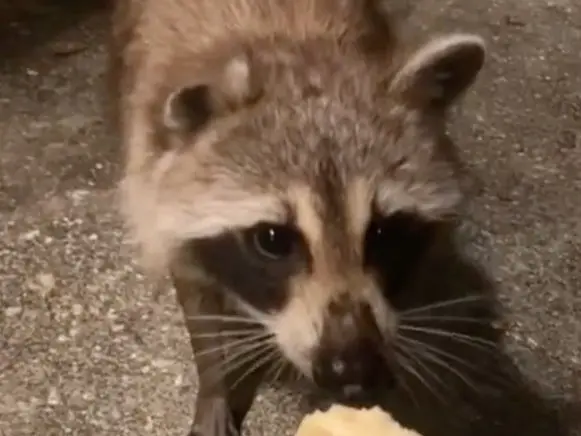 All stand, with you cookies! Two raccoons tried to rob a bank