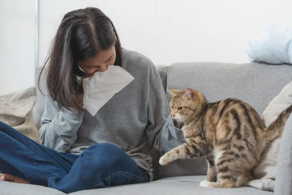 Allergies to cats, what to do?