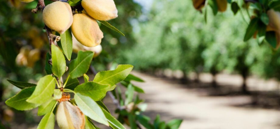 Almond tree: growing