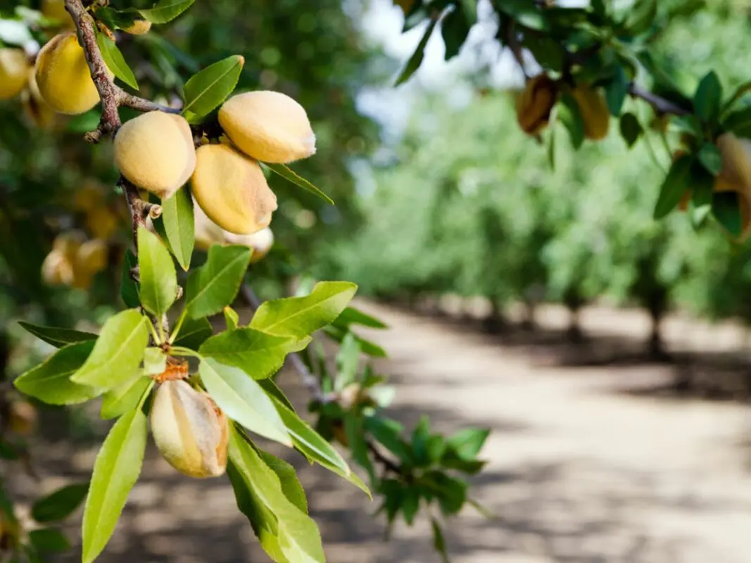 Almond tree: growing