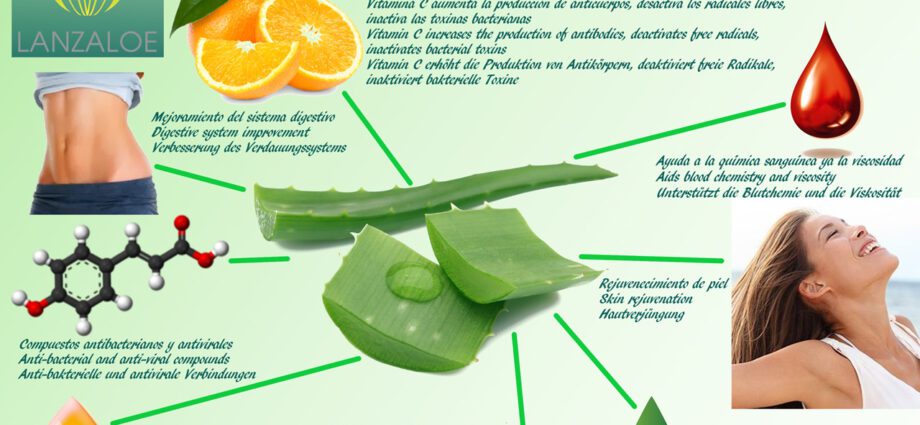 Aloe juice: benefits and storage of juice. Video