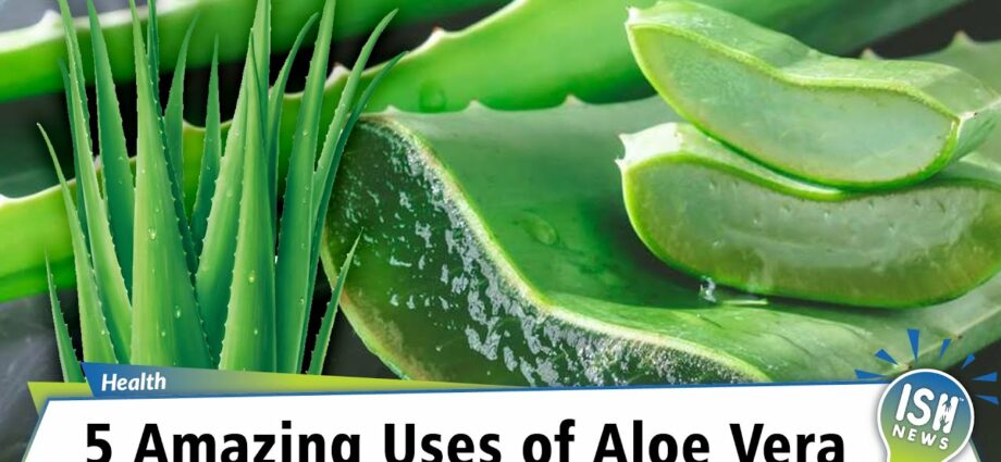 Aloe: medicinal and beneficial properties. Video