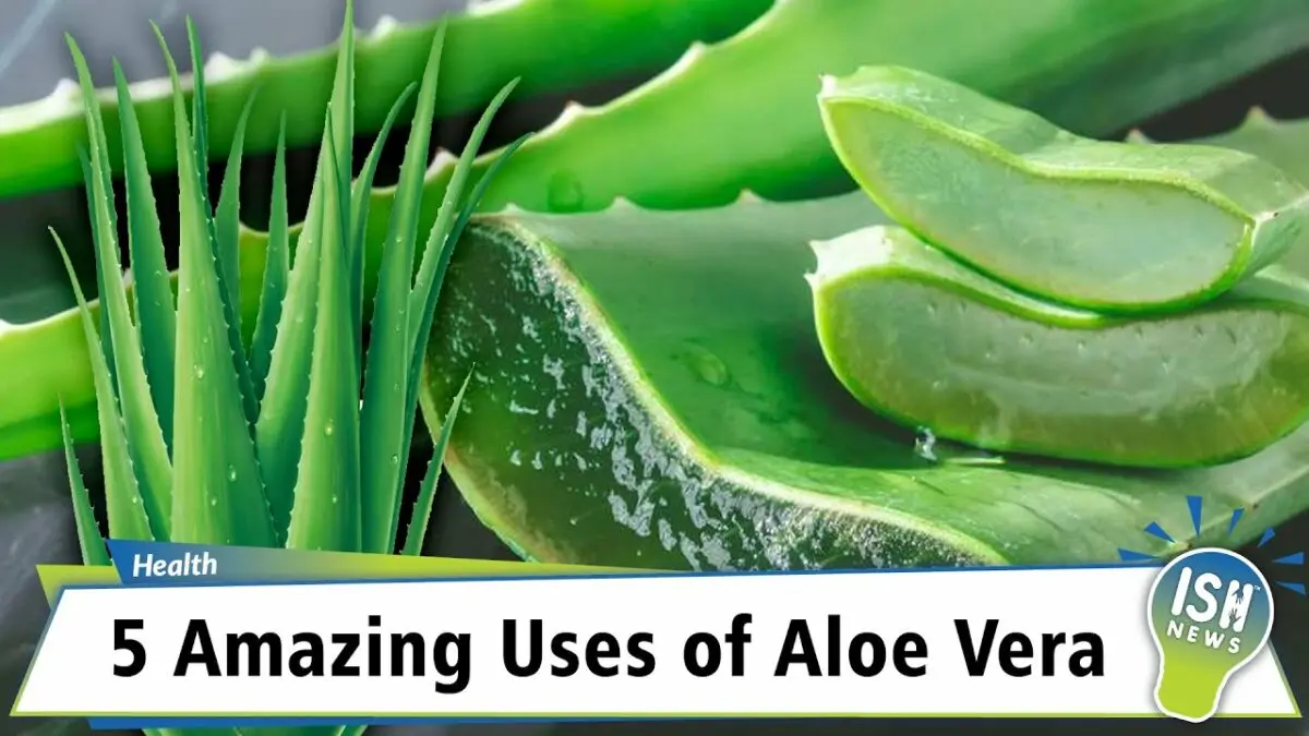 Aloe: medicinal and beneficial properties. Video