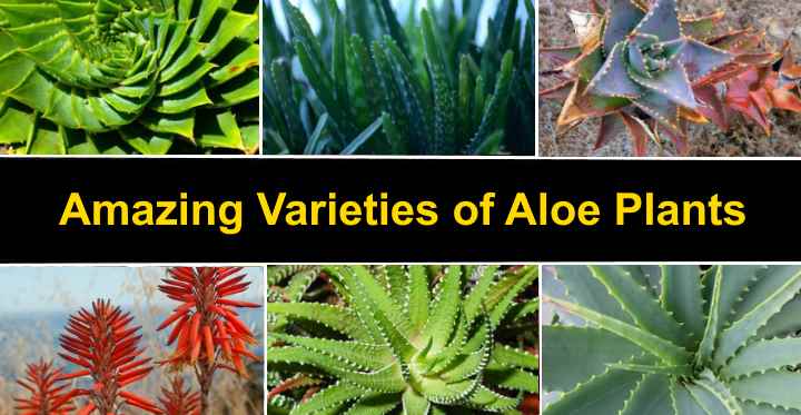 Aloe species and varieties