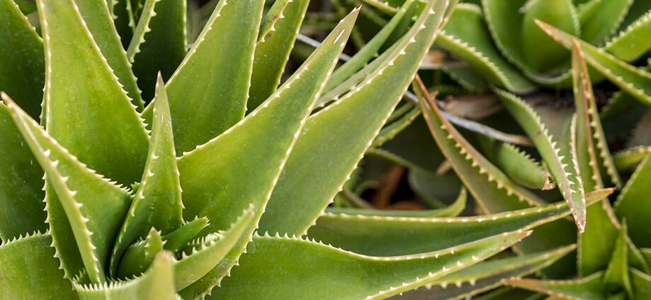 Aloe vera: ko'p fazilatlarga ega mo''jizaviy o'simlik