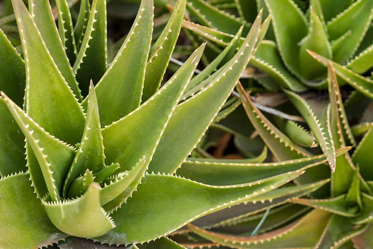 Aloe vera: the miraculous plant with many virtues