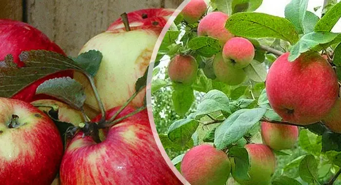 Altai apple tree: variety description