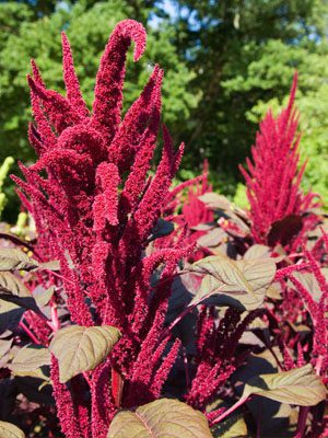 Amaranth growing from seeds
