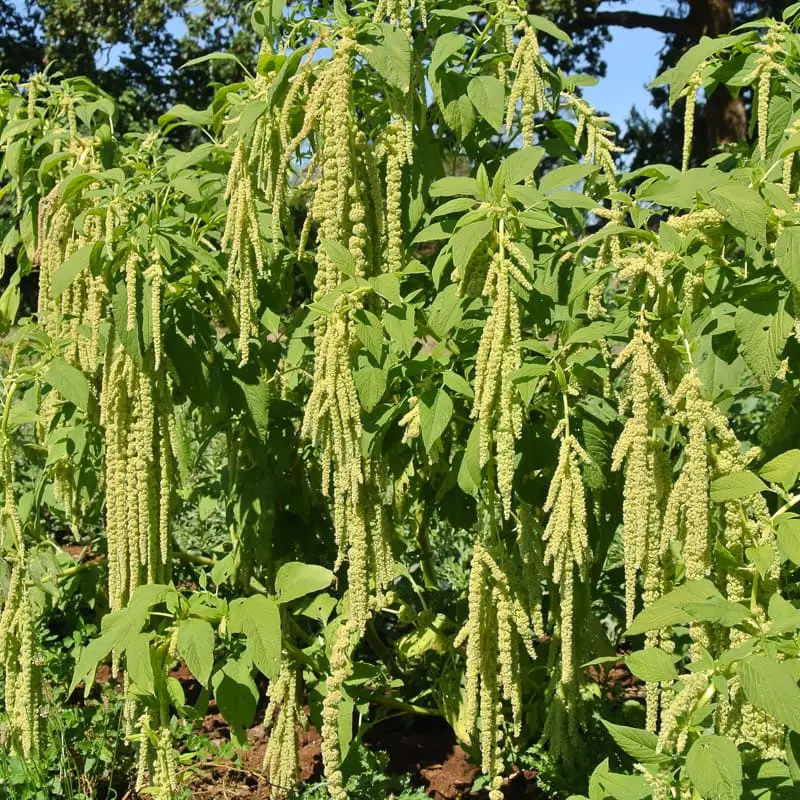 Amaranth tailed: growing from seeds