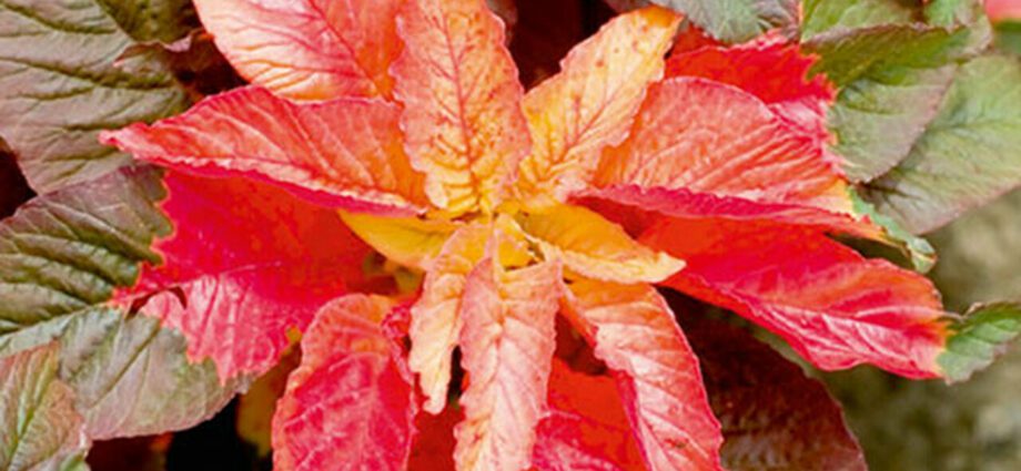 Amaranth tricolor, grown from seeds