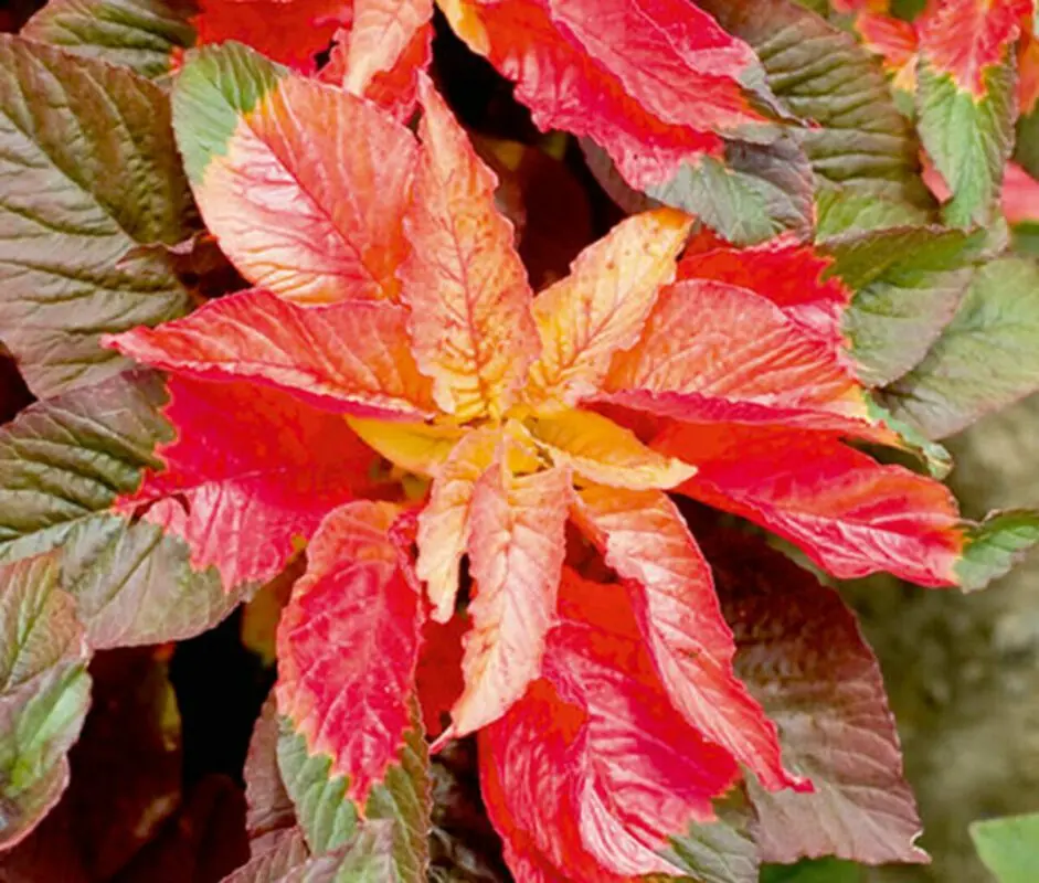 Amaranth tricolor, grown from seeds