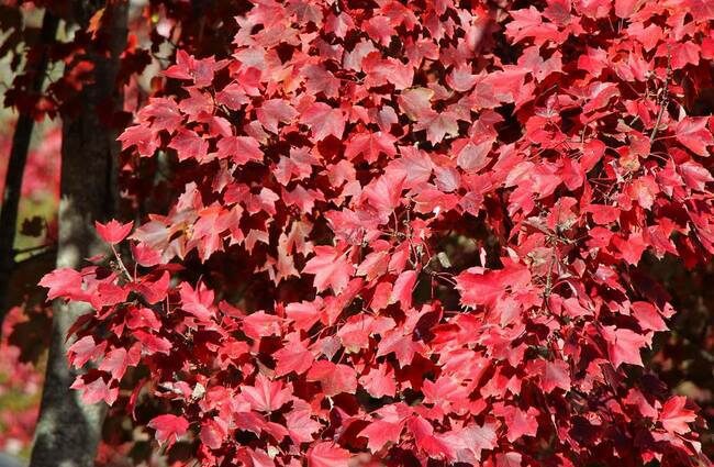 American maple as an ornamental tree