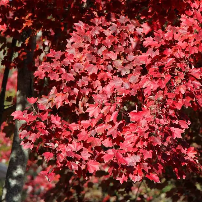 American maple as an ornamental tree