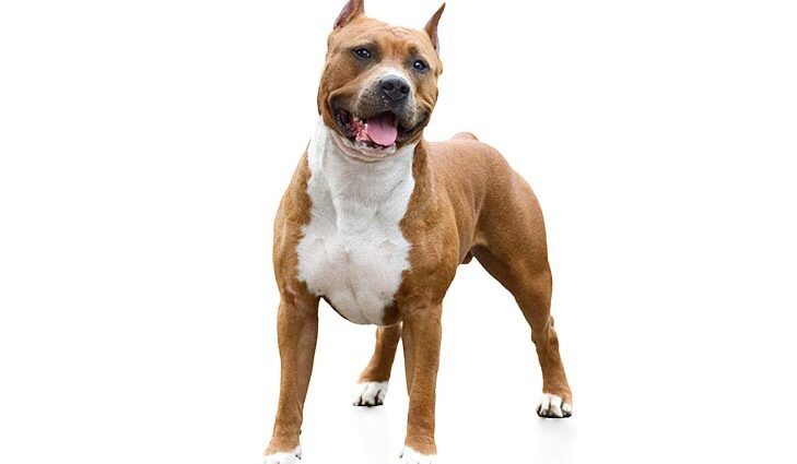 Terrier American Staffordshire
