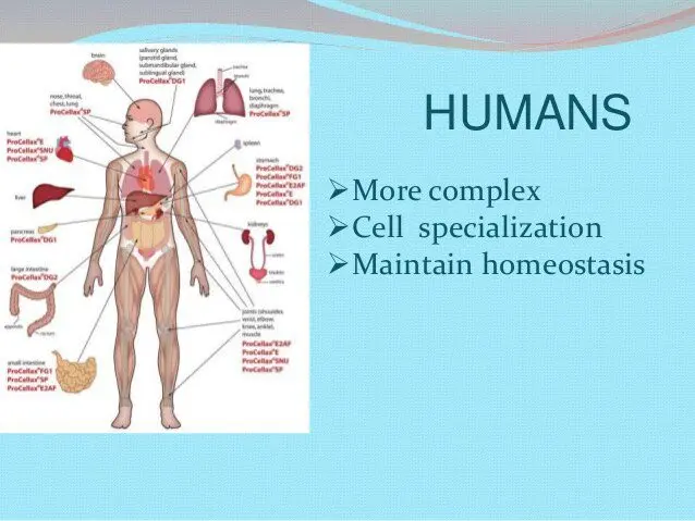 Amoeba: its function in our body